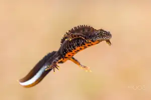 View - Northern Crested Newt: A Legendary Amphibian's Mysterious Underwater Beauty-5