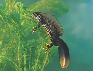 View - Northern Crested Newt: A Legendary Amphibian's Mysterious Underwater Beauty-6