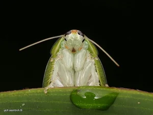 Evolutionary Marvels: How Cockroaches Outlasted Dinosaurs and Mastered the Art of Survival for Millions of Years-7