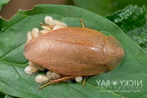 Evolutionary Marvels: How Cockroaches Outlasted Dinosaurs and Mastered the Art of Survival for Millions of Years-0