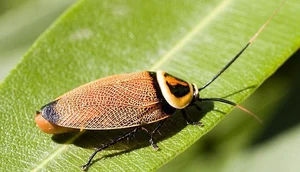 Evolutionary Marvels: How Cockroaches Outlasted Dinosaurs and Mastered the Art of Survival for Millions of Years-1