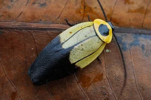 Evolutionary Marvels: How Cockroaches Outlasted Dinosaurs and Mastered the Art of Survival for Millions of Years-6