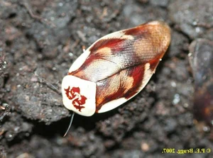 Evolutionary Marvels: How Cockroaches Outlasted Dinosaurs and Mastered the Art of Survival for Millions of Years-2