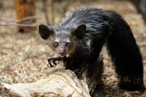 Nature's Real-Life Aliens: 10 Bizarre Creatures That Defy Imagination and Evolution-0