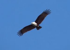 The Majestic Haliastur indus - A Sacred Symbol of Beauty and Freedom-1