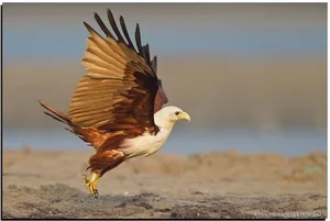 The Majestic Haliastur indus - A Sacred Symbol of Beauty and Freedom-4