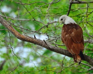 The Majestic Haliastur indus - A Sacred Symbol of Beauty and Freedom-3