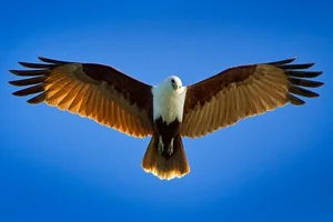 The Majestic Haliastur indus - A Sacred Symbol of Beauty and Freedom-2