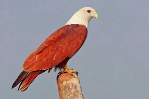 The Majestic Haliastur indus - A Sacred Symbol of Beauty and Freedom-0