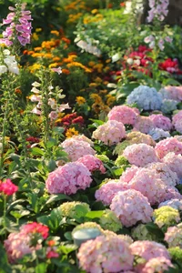 Lost in the shimmering beauty of the spring flower carpet by Hoan Kiem Lake-3