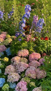 Lost in the shimmering beauty of the spring flower carpet by Hoan Kiem Lake-6