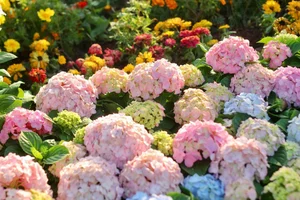 Lost in the shimmering beauty of the spring flower carpet by Hoan Kiem Lake-0