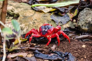 Witness the Spectacular Red Crab Migration on Christmas Island: Millions Transform Roads into a Crimson Tide!-3